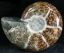 Polished Phylloceras Ammonite Fossils #28462-1